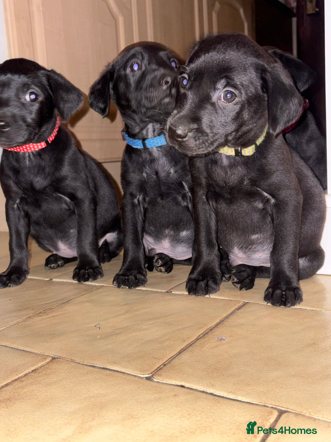 Labrador Retriever dogs for sale: Ready to leave now 3 gorgeous males pups left  - Advert 39