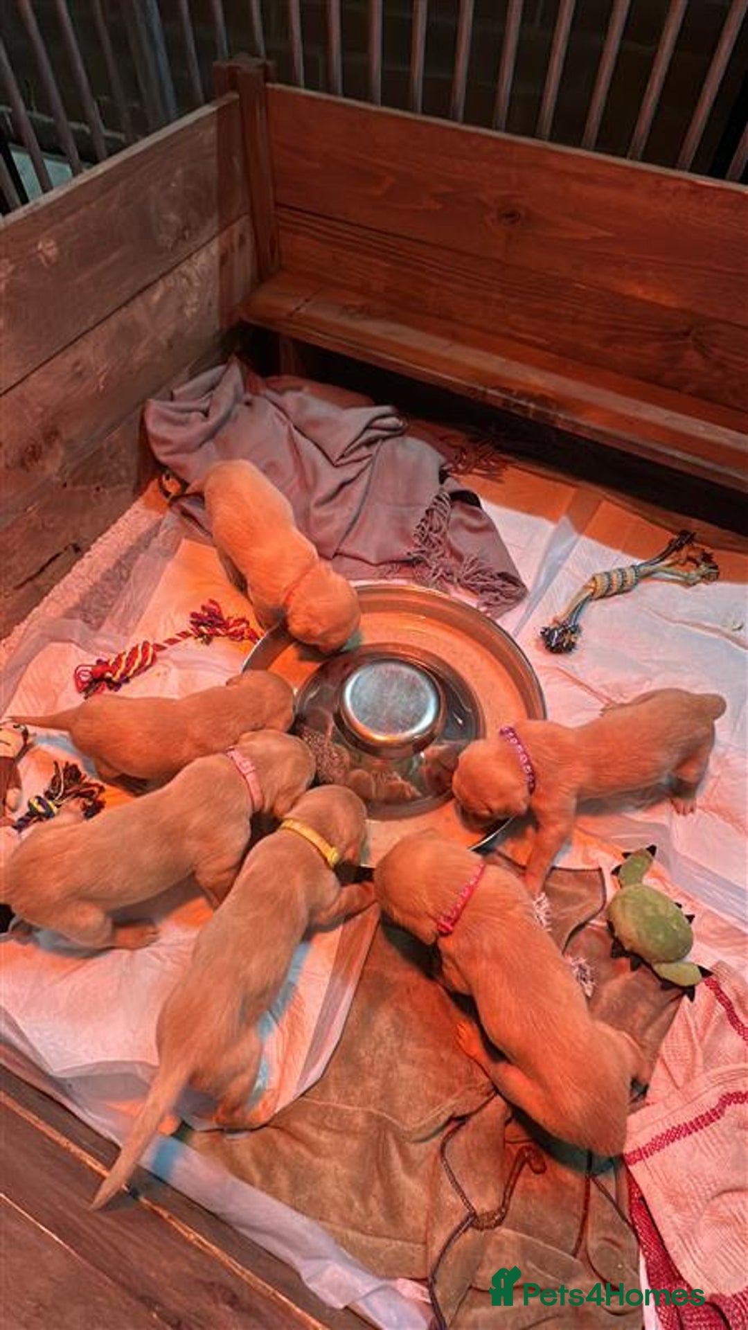 Labrador Retriever dogs for sale: Labrador Puppies Looking for Their Forever Homes!  - Image 1