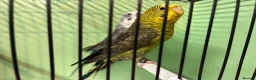 Budgerigars birds for sale: Black wing split to bf/bw pair - Advert 8