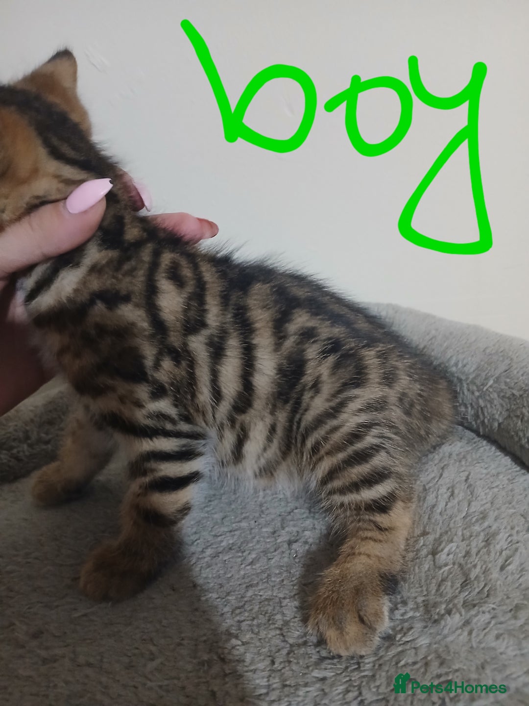Mixed Breed cats for sale: Beutyful bengal babies wisbech 🐈😻 - Advert 10