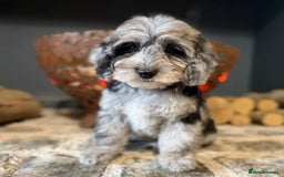 Cockapoo dogs for sale: F1b Miniature Cockapoo Pups Fully Health Tested - Advert 37