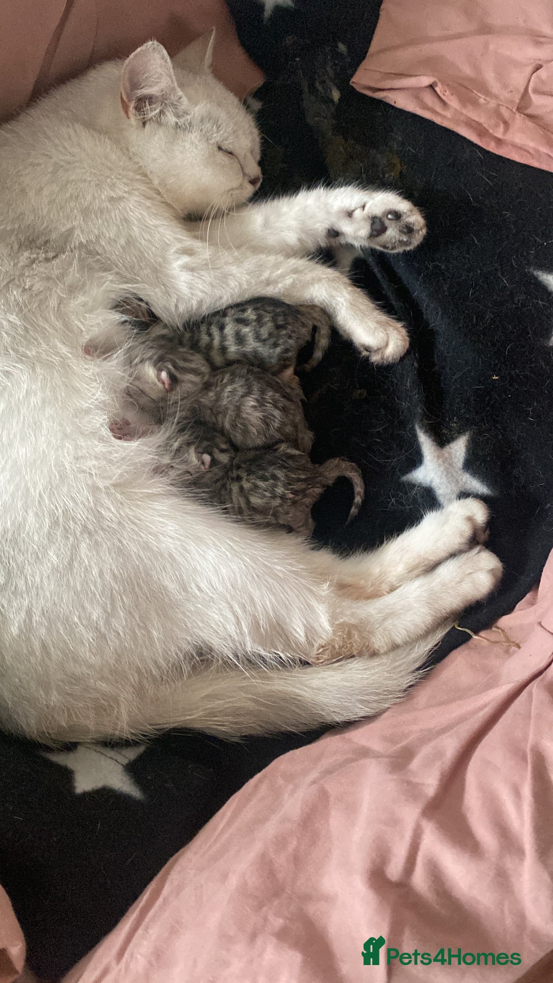 British Shorthair cats for sale: Sliver tipped British shorthair kitten - Image 3