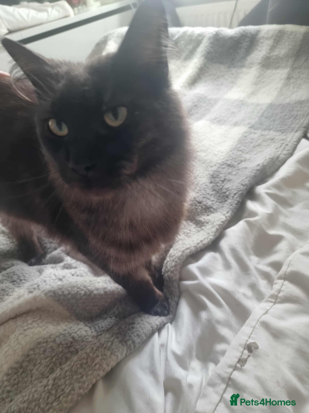 Maine Coon cats for sale: Black smoke female mainecoon for sale  - Advert 4