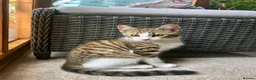 Mixed Breed cats for sale: Last one - £75 READY NOW - Pedigree Cross Kittens - Advert 1