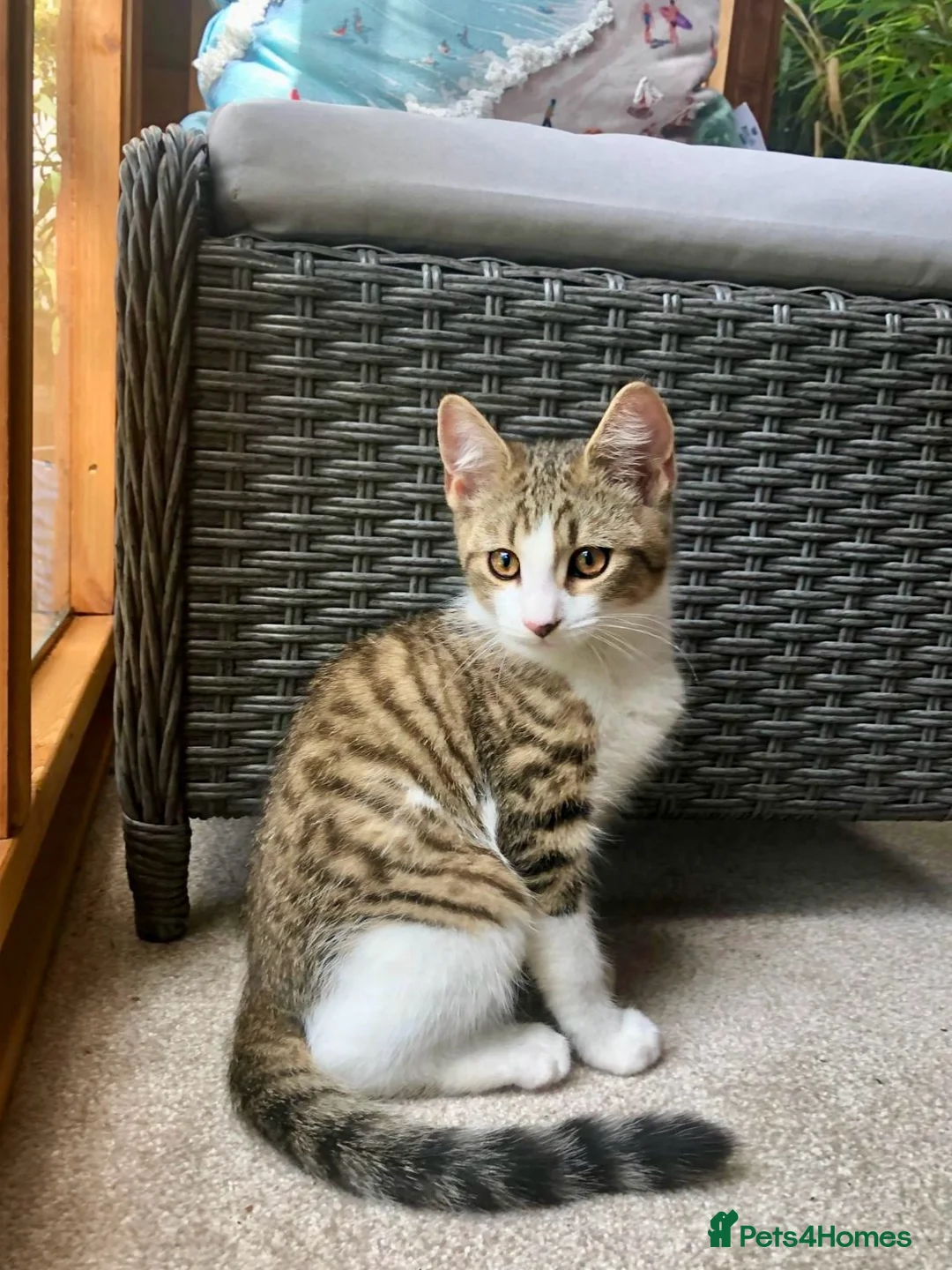 Mixed Breed cats for sale: Last one - £75 READY NOW - Pedigree Cross Kittens - Advert 1