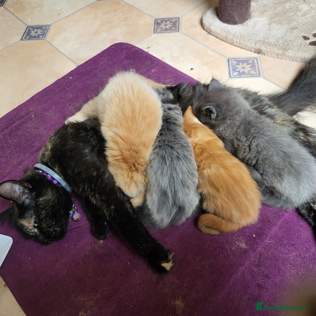 Maine Coon cats for sale: Maine Coon cross kittens - Image 3