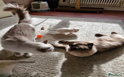 Ragdoll cats for sale: Ragdoll Kittens Available  - Image 23