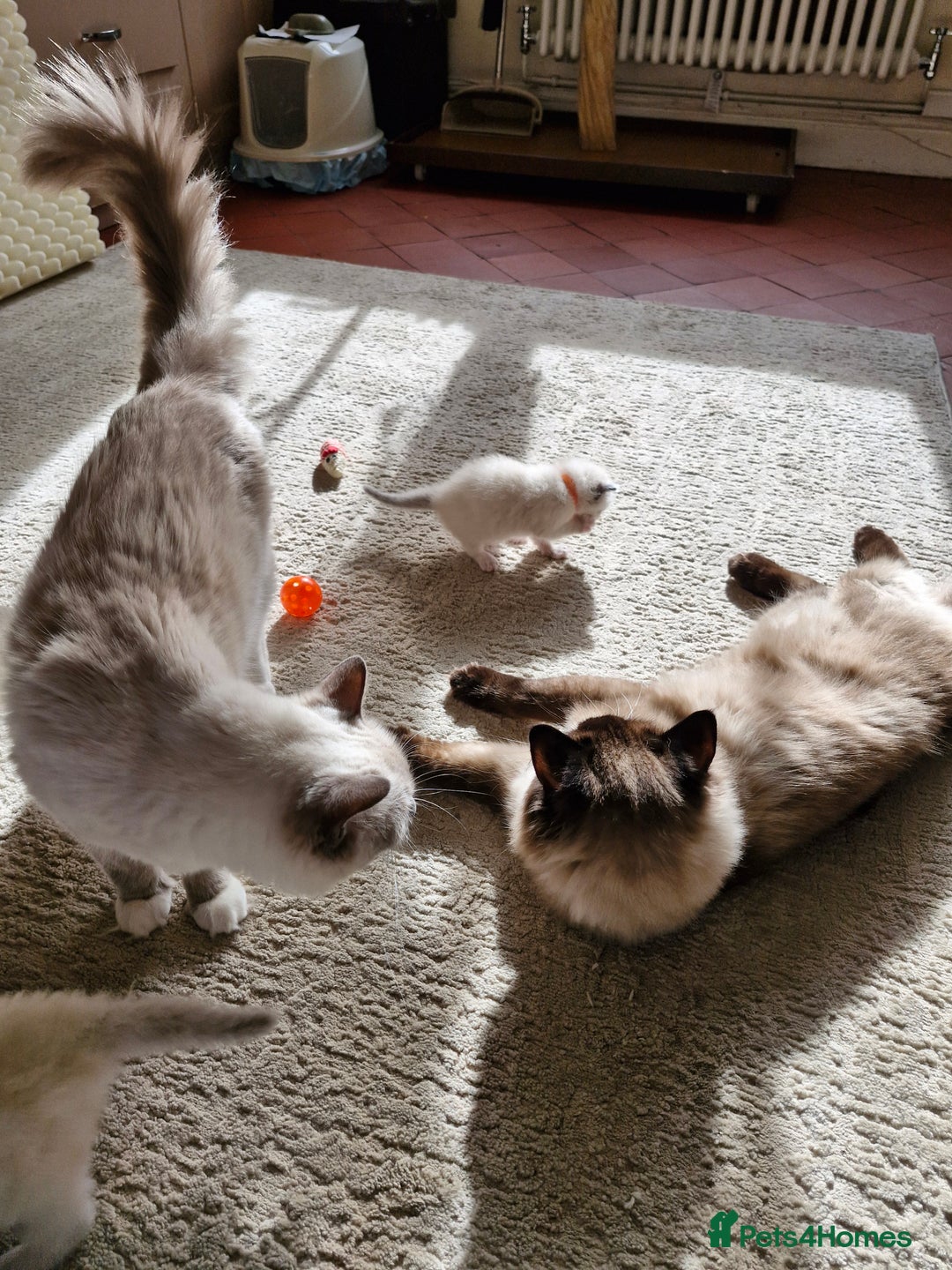 Ragdoll cats for sale: Ragdoll Kittens Available  - Image 23
