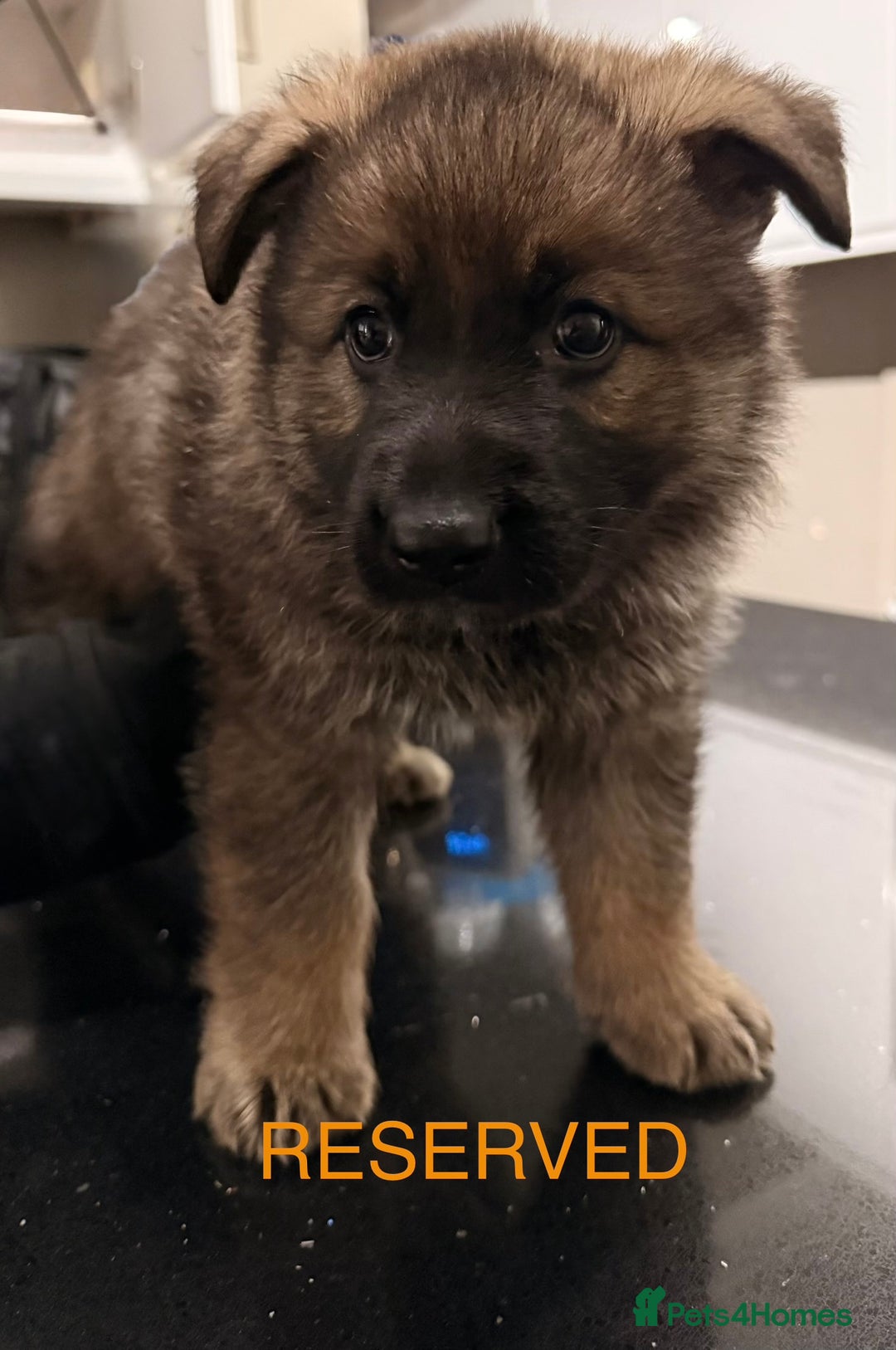 German Shepherd dogs for sale: Stunning German shepherds  - Advert 4