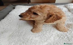 Cockapoo dogs for sale: Gorgous F1B Cockapoo Puppies ready 12th October  - Image 19