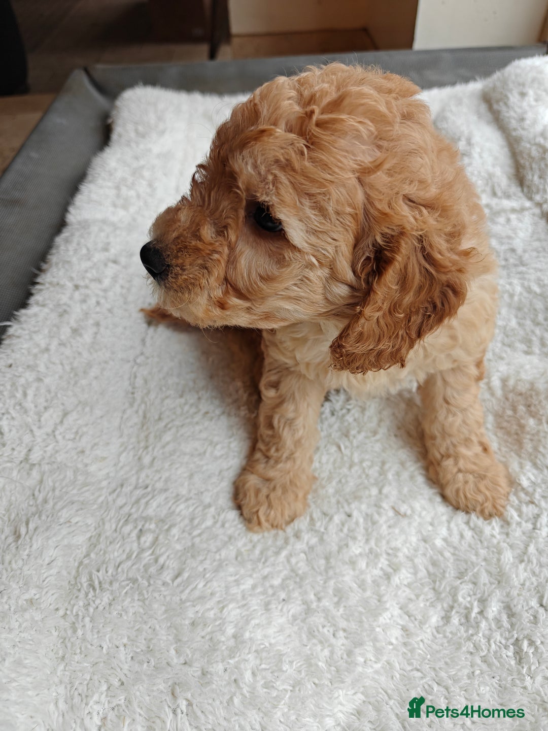 Cockapoo dogs for sale: Gorgous F1B Cockapoo Puppies ready 12th October  - Image 19