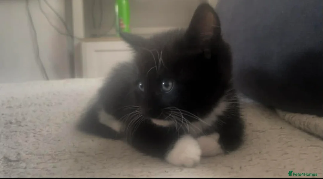 Mixed Breed cats for sale: Kittens for sale in Stoke-on-Trent - Advert 5