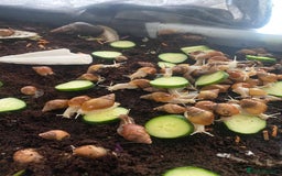 Snails invertebrates for sale: Beautiful Variety of African Land Snails  - Image 6