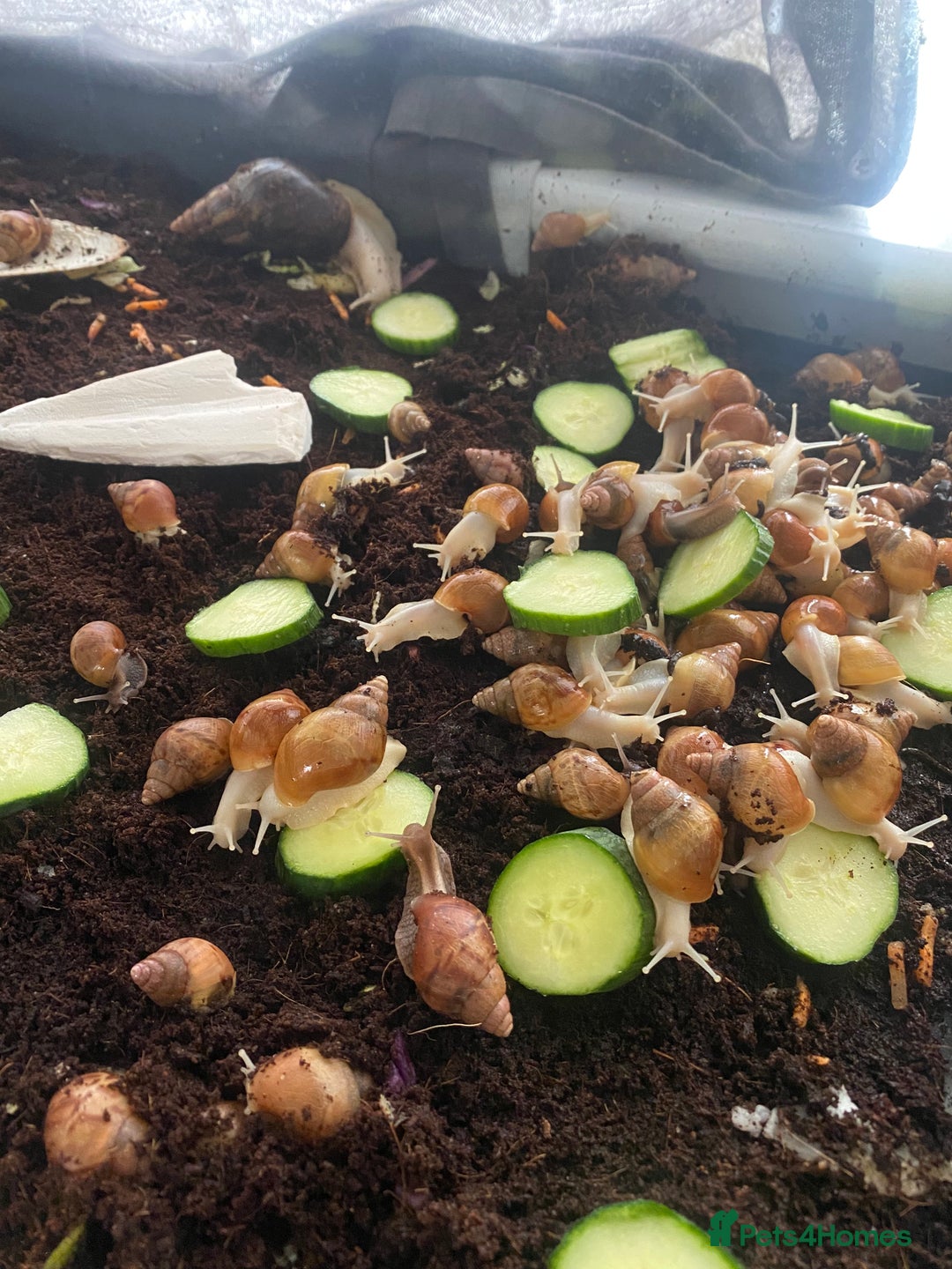 Snails invertebrates for sale: Beautiful Variety of African Land Snails  - Image 6
