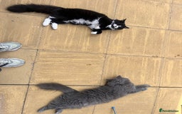 British Longhair cats for sale: Maeve - Image 3
