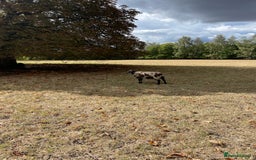 Sheep livestock for sale: For sale grade 4 Dutch spotted ewes  - Image 3