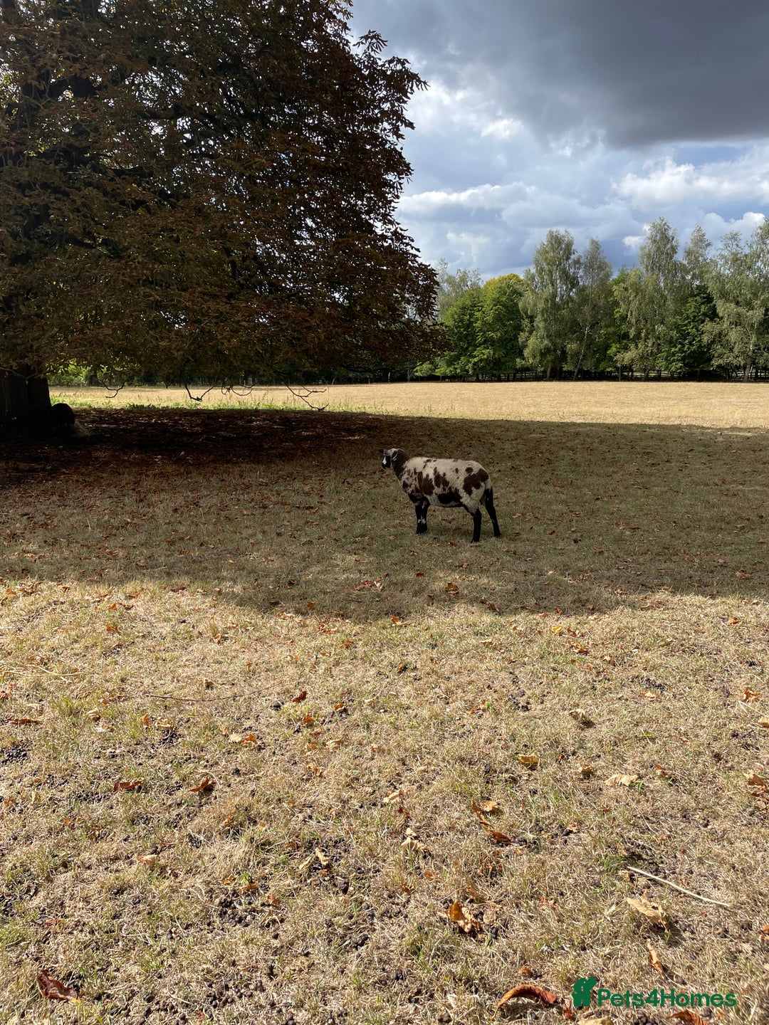 Sheep livestock for sale: For sale grade 4 Dutch spotted ewes  - Image 3