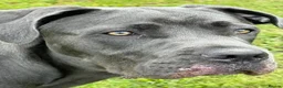 Cane Corso dogs for sale: Reluctantly rehoming my Beautiful Cane Corso - Advert 16