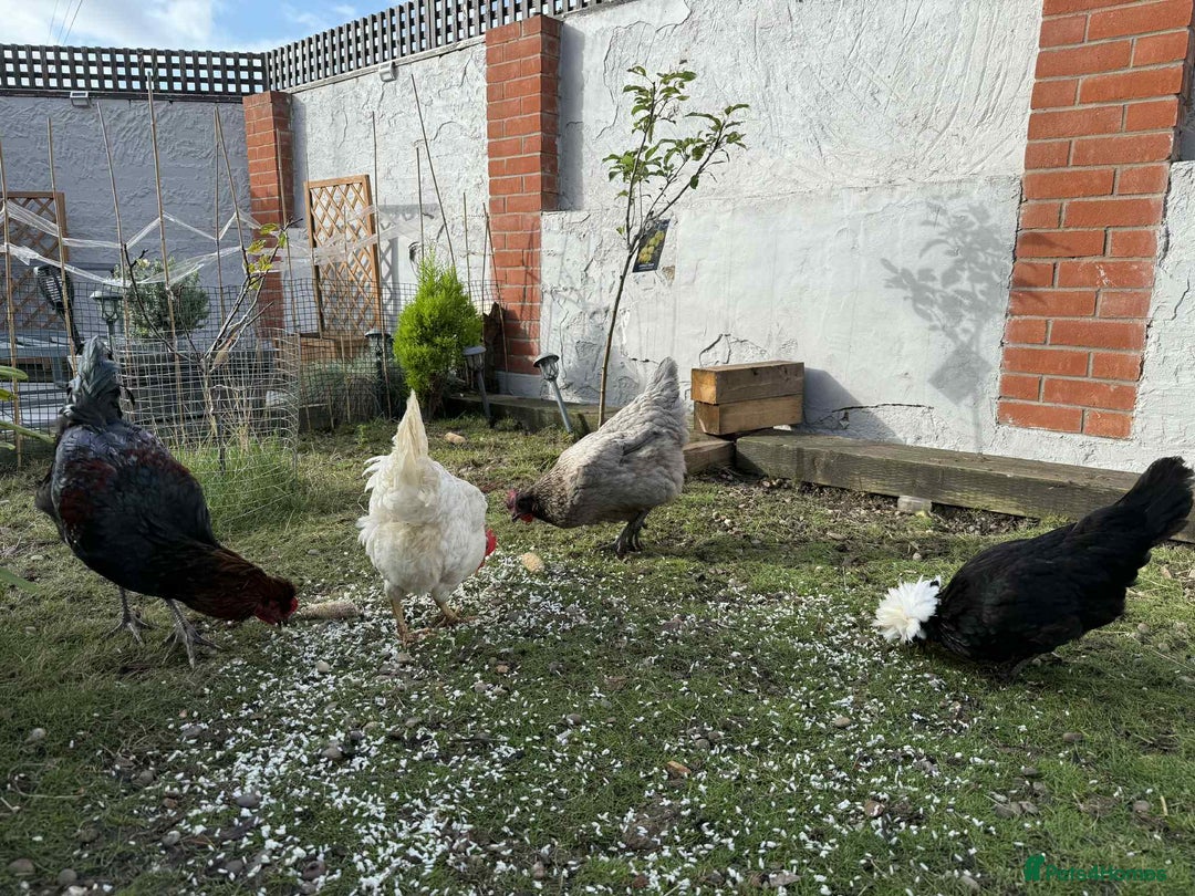 Chickens poultry for sale: 3 hens chickens and 1 cock  Roomster with house - Image 9