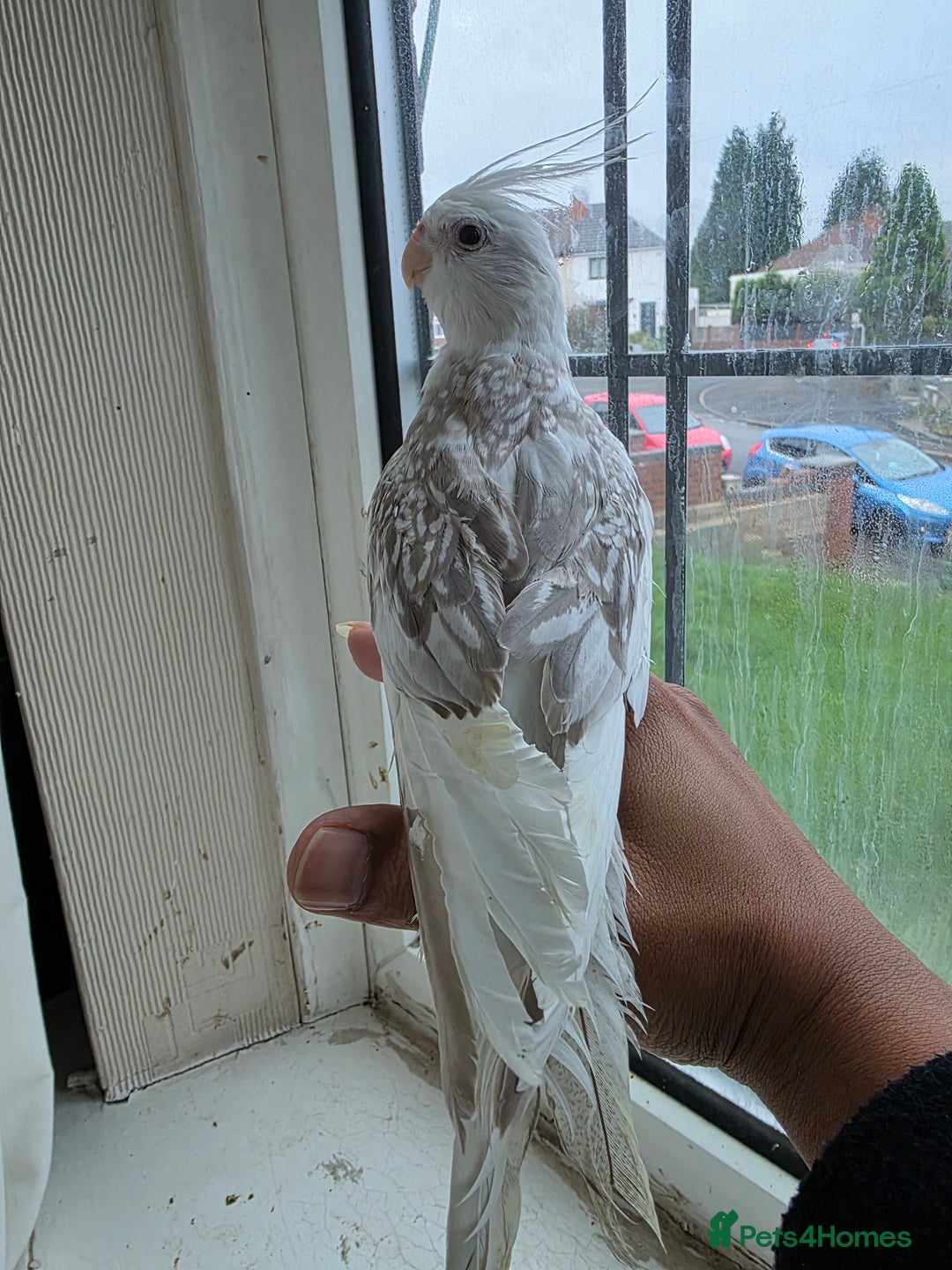 Cockatiels birds for sale: Silly hand tamed baby cockatiels for sale  - Advert 4