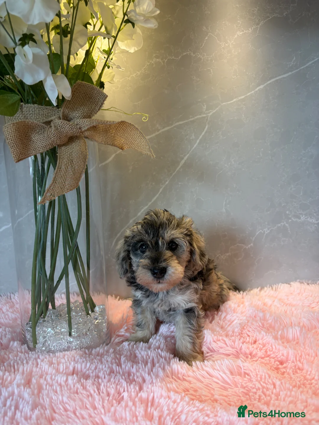 Schnoodle dogs for sale: Never been seen before Toy Schnoodles - Advert 19