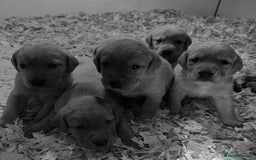 Labrador Retriever dogs for sale: Gorgeous KC Labrador puppies  - Image 6
