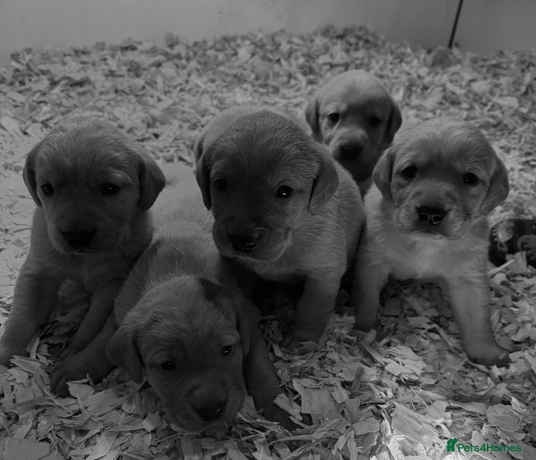 Labrador Retriever dogs for sale: Gorgeous KC Labrador puppies  - Image 6