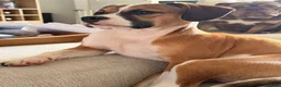 Mixed Breed dogs for sale: Stanley in need of a loving home.  in Stoke-on-Trent - Advert 2