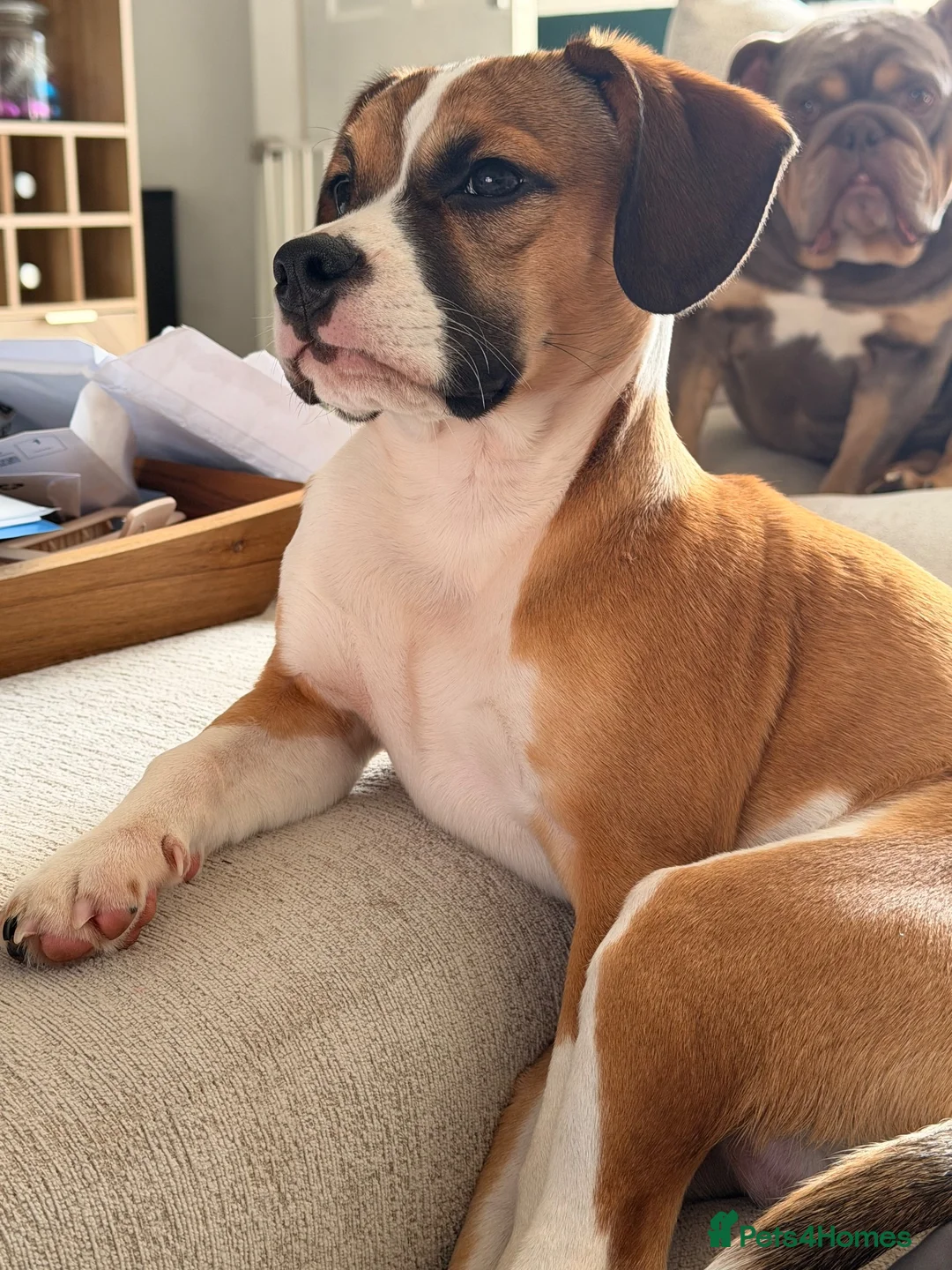 Mixed Breed dogs for sale: Stanley in need of a loving home.  in Stoke-on-Trent - Advert 2