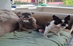 French Bulldog dogs for sale: French Bulldog bitch 3 years old - Image 6
