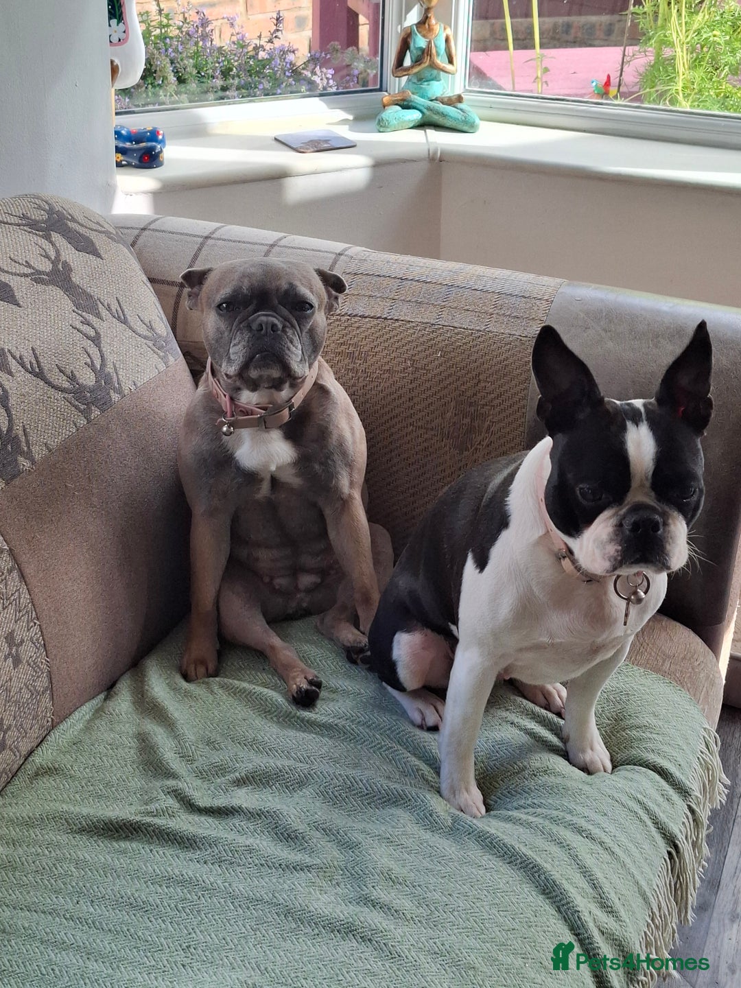 French Bulldog dogs for sale: French Bulldog bitch 3 years old - Image 6