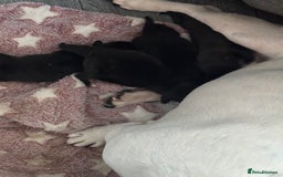 Frug dogs for sale: 4 Male Frugs, Available now! - Image 19