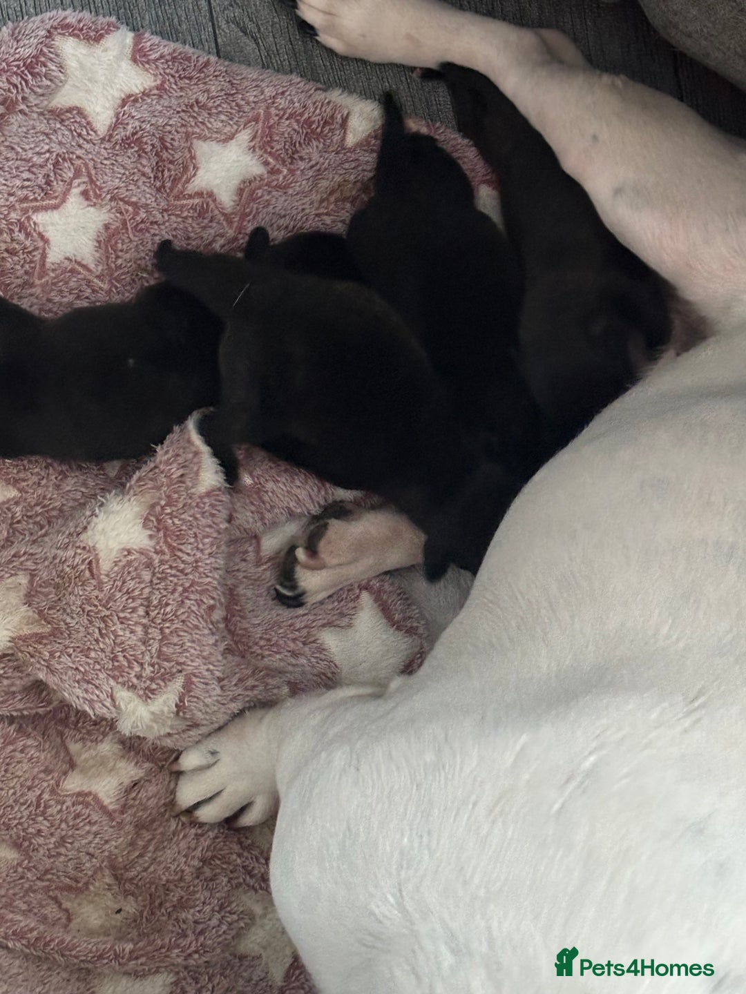Frug dogs for sale: 4 Male Frugs, Available now! - Image 19