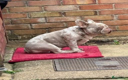 French Bulldog dogs for sale: Diamond 💎 French bulldog  - Image 4