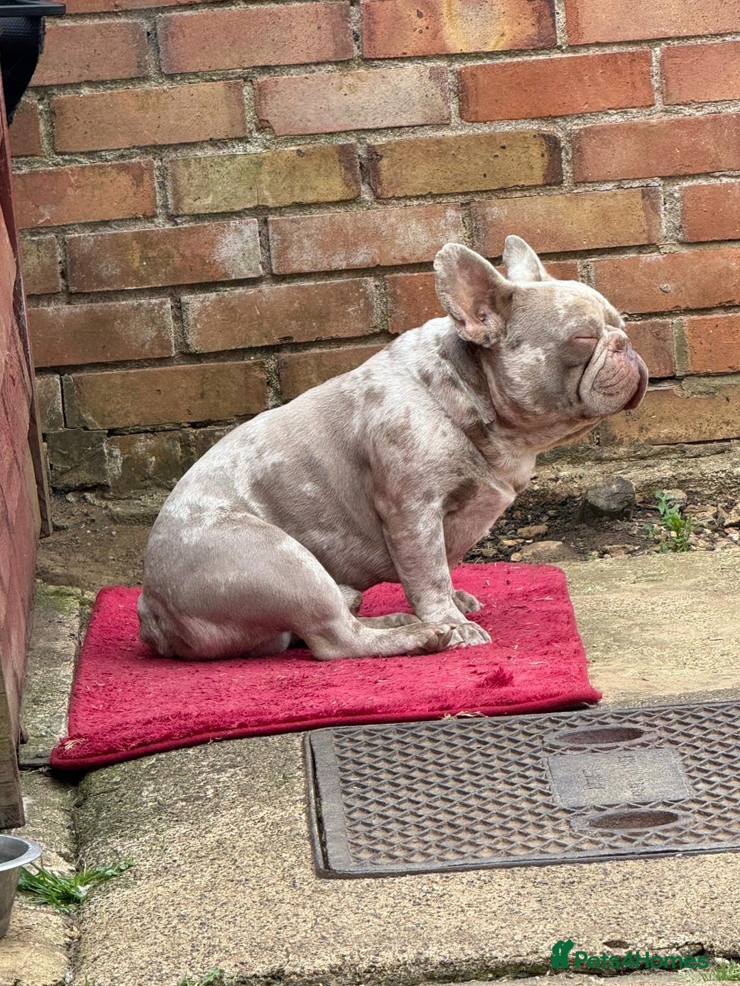 French Bulldog dogs for sale: Diamond 💎 French bulldog  - Image 4