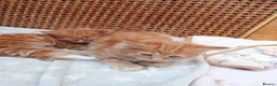 Maine Coon cats for sale: Maine Coon - Advert 4
