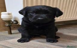 Labrador Retriever dogs for sale: KC Reg Fully Health Tested Black Labrador Puppies - Image 12