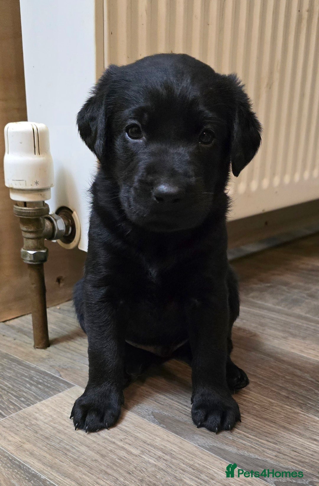 Labrador Retriever dogs for sale: KC Reg Fully Health Tested Black Labrador Puppies - Image 12