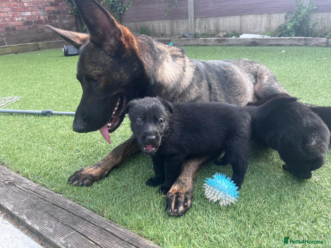 German Shepherd dogs for sale: gorgeous kc reg working blood line German Shepard  - Image 12