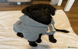 Toy Poodle dogs for sale: Toy Poodle  - Image 3