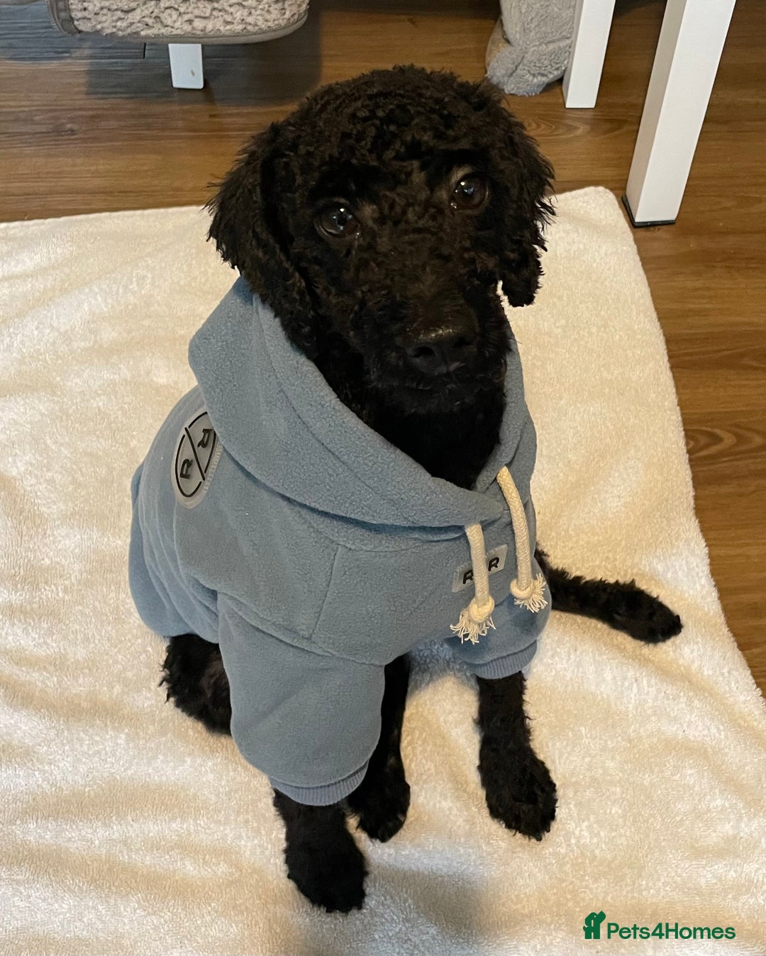 Toy Poodle dogs for sale: Toy Poodle  - Image 3
