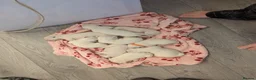 Dalmatian dogs for sale: Dalmatian puppies  - Advert 2