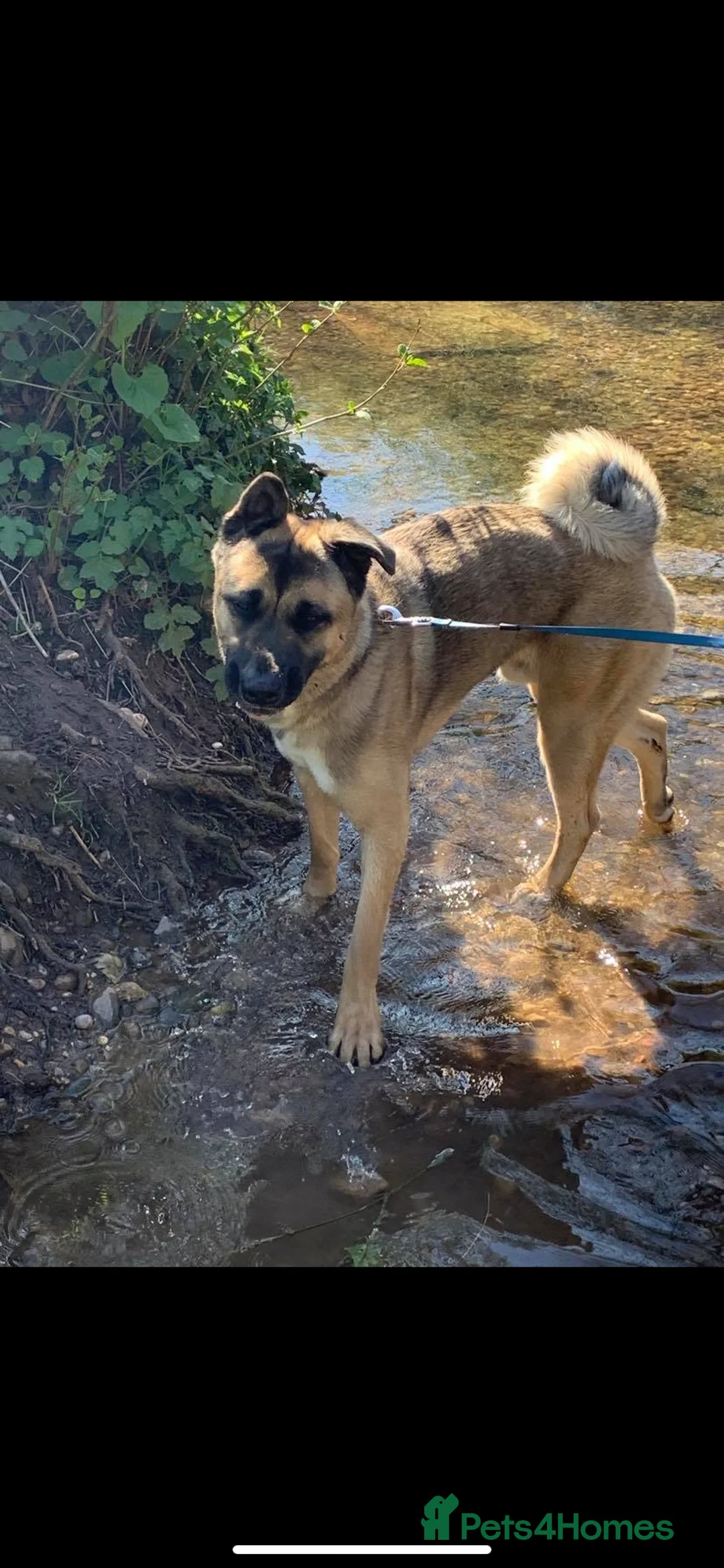 Mixed Breed dogs for sale: Mixed breed for adoption in Redditch - Advert 2