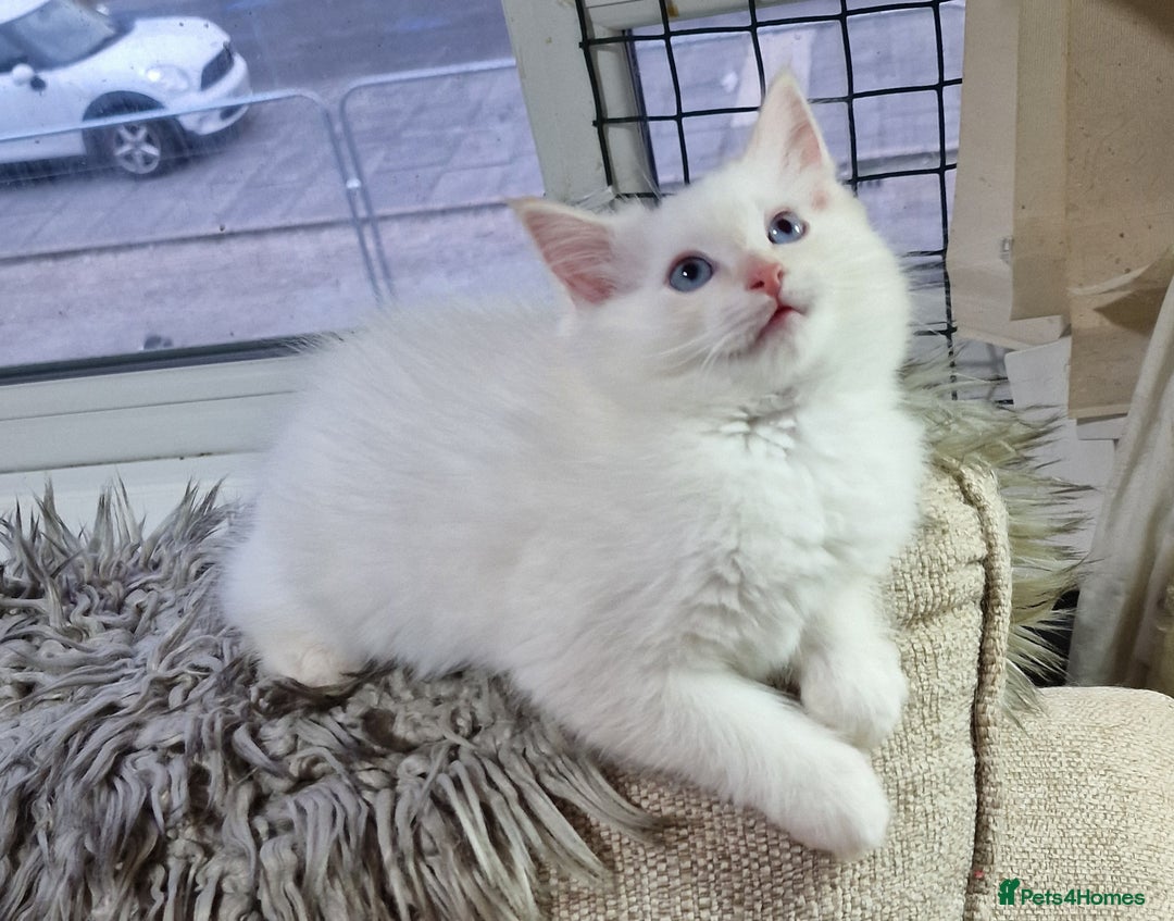 Ragdoll cats for sale: Pure loving ragdool ready for new home  - Image 23