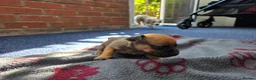 Jack Russell dogs for sale: Beautiful Puppies Jack Russell  - Advert 9