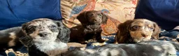 Mixed Breed dogs for sale: Working Cocker Spaniel x Longhair Dachshund - Advert 11