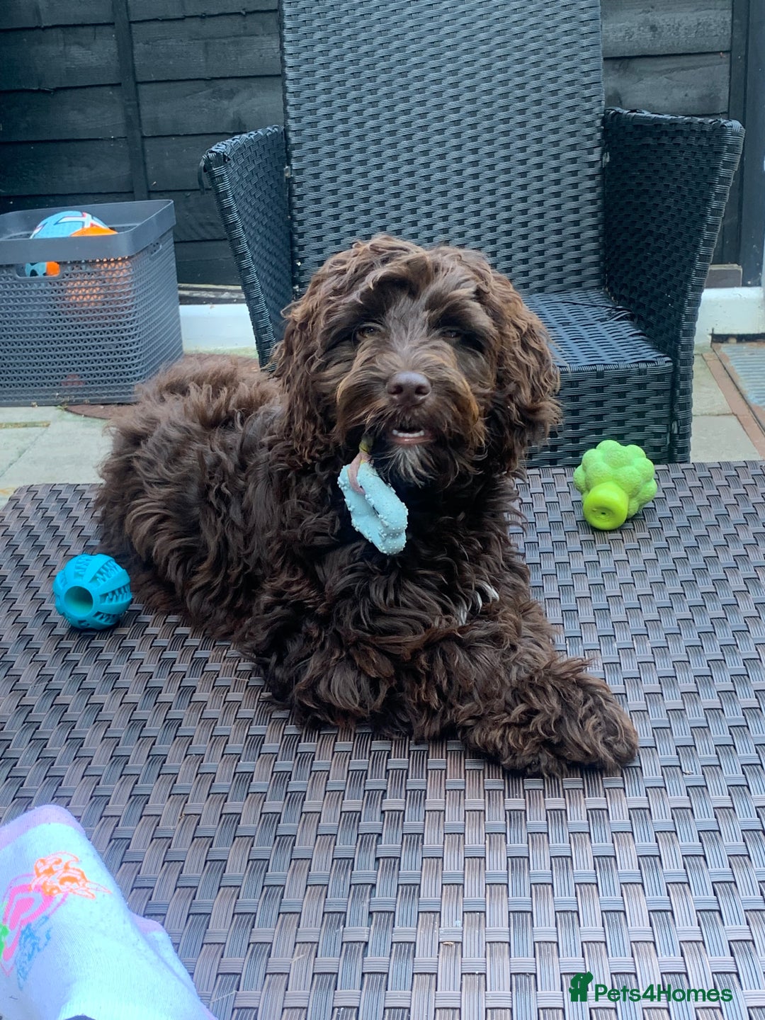 Cockapoo dogs for sale: 1 year old male cockapoo  - Advert 12