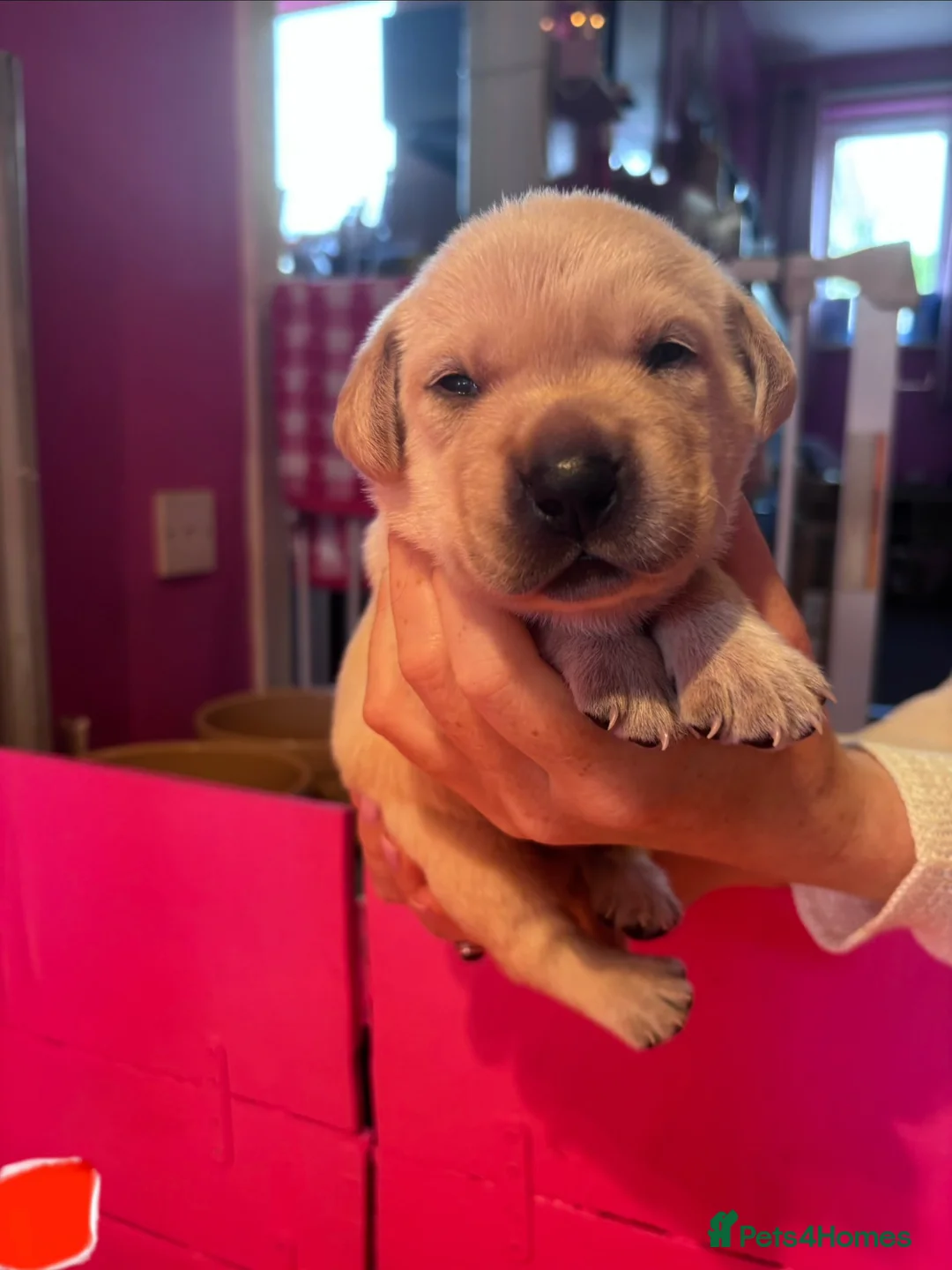 Labrador Retriever dogs for sale: Beautiful litter of Labrador puppies. - Advert 2