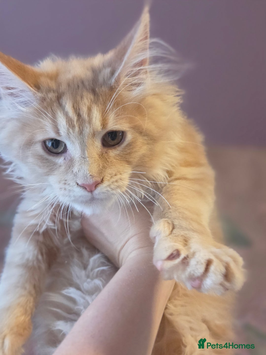 Maine Coon cats for sale: TiCA reg/Parents Fully Health Tested - Advert 29