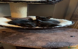 Mixed Breed cats for sale: Black/Black&White Kittens For Sale - Image 16